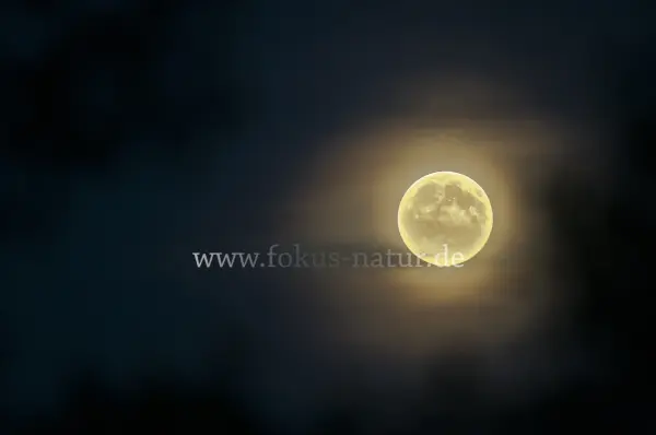 Fokus-Natur Bild