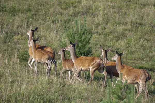 Fokus-Natur Bild