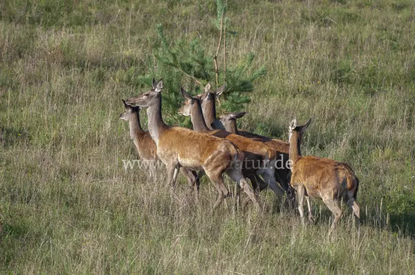 Fokus-Natur Bild