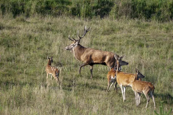 Fokus-Natur Bild