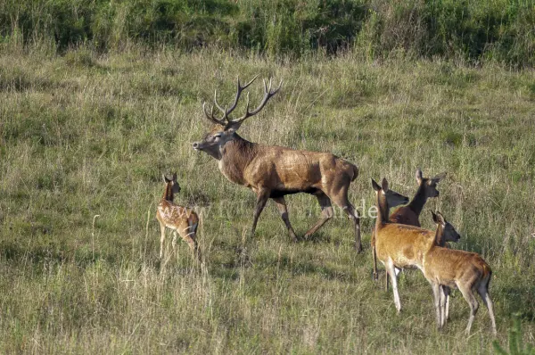 Fokus-Natur Bild