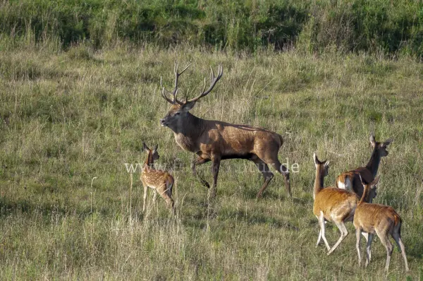 Fokus-Natur Bild