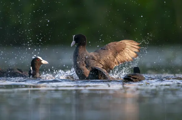 Fokus-Natur Bild