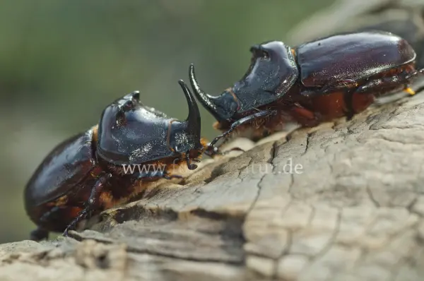 Fokus-Natur Bild