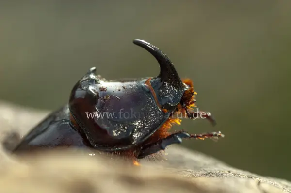 Fokus-Natur Bild