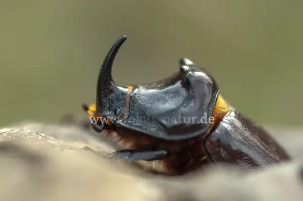 Fokus-Natur Bild