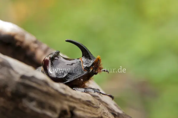 Fokus-Natur Bild