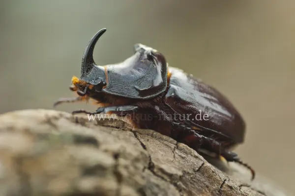 Fokus-Natur Bild