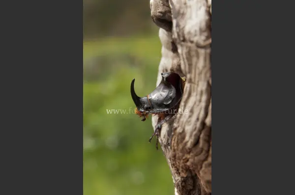 Fokus-Natur Bild