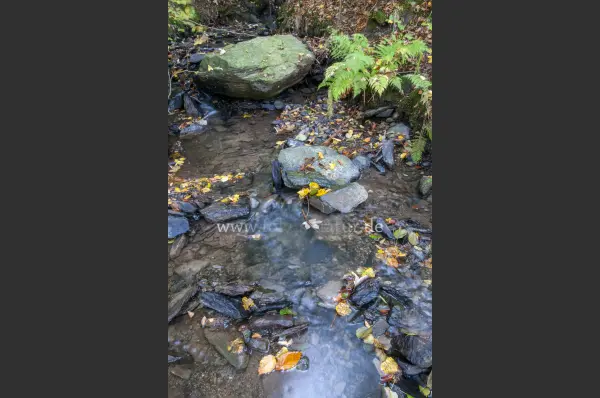 Fokus-Natur Bild
