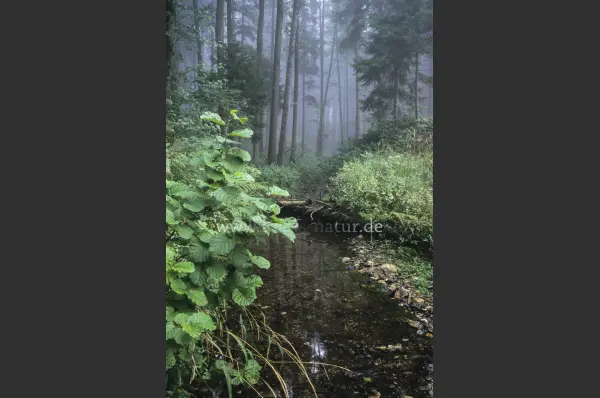 Fokus-Natur Bild