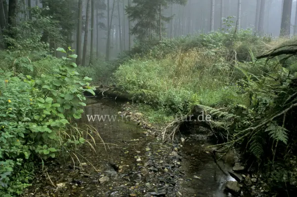 Fokus-Natur Bild