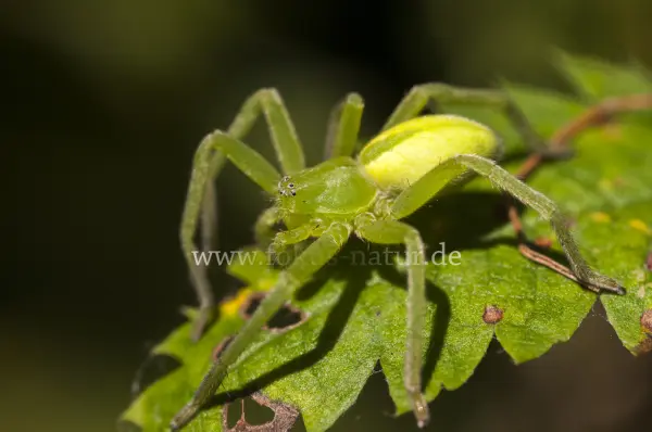 Fokus-Natur Bild