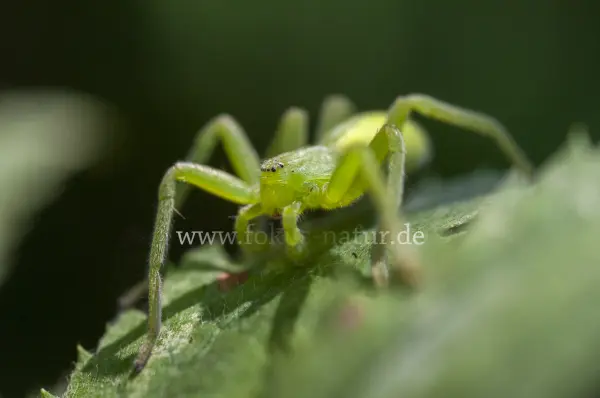 Fokus-Natur Bild