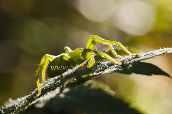 Fokus-Natur Bild