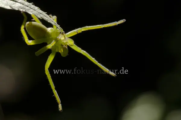 Fokus-Natur Bild