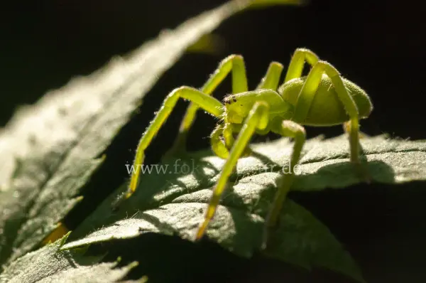 Fokus-Natur Bild