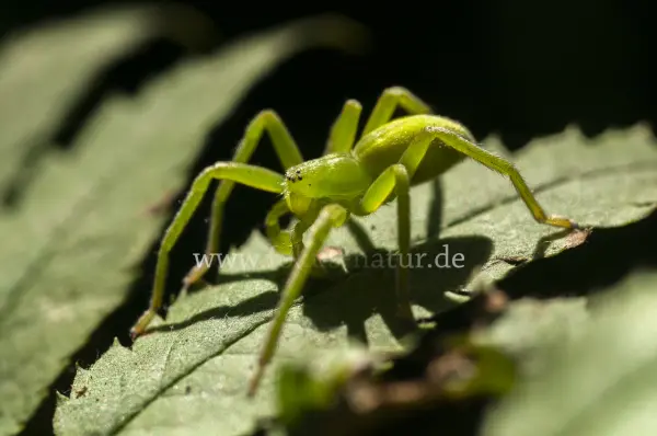 Fokus-Natur Bild