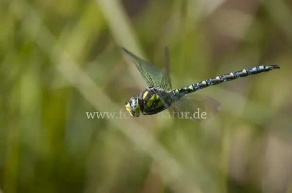 Fokus-Natur Bild