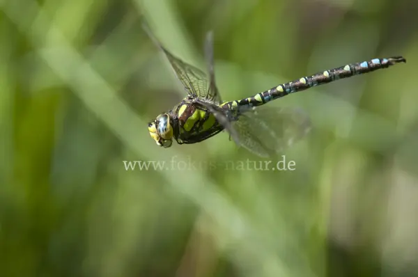 Fokus-Natur Bild