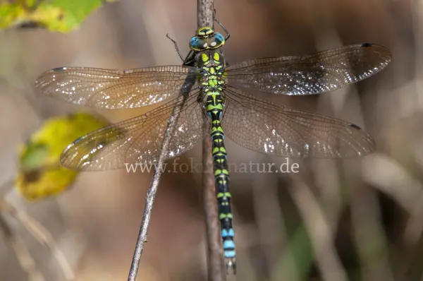 Fokus-Natur Bild