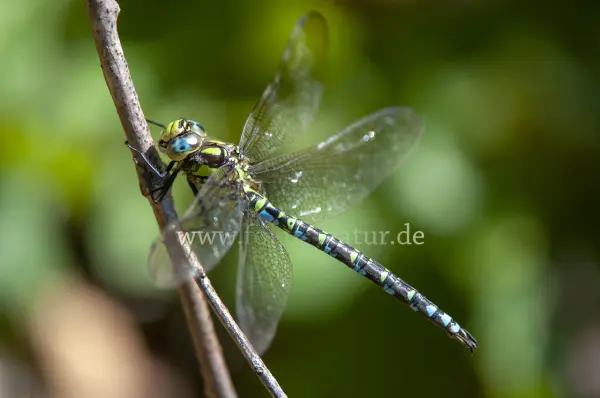 Fokus-Natur Bild
