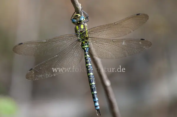 Fokus-Natur Bild