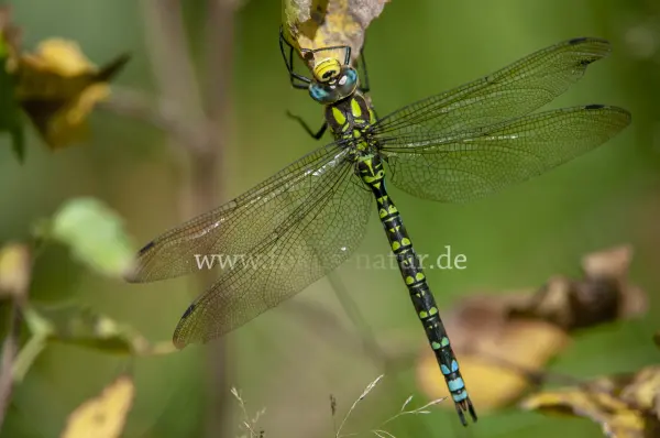 Fokus-Natur Bild