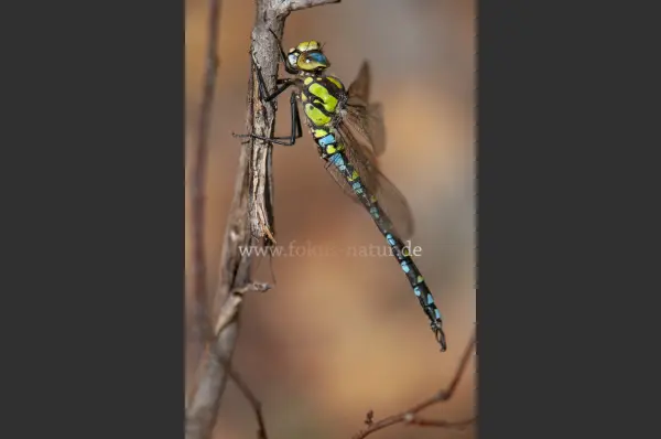 Fokus-Natur Bild
