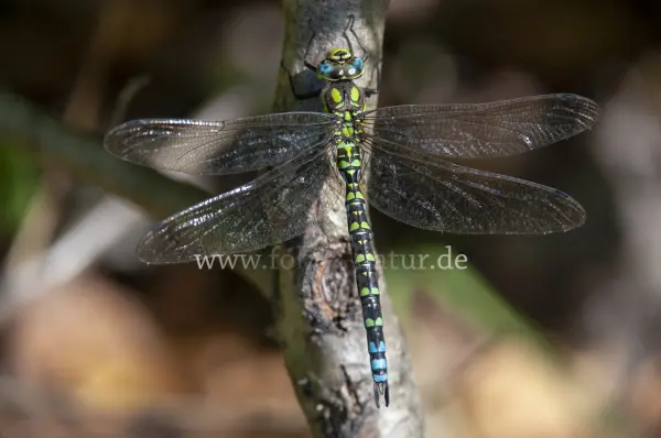Fokus-Natur Bild