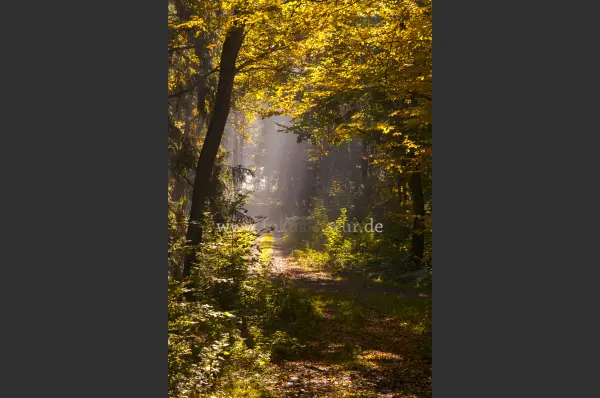 Fokus-Natur Bild