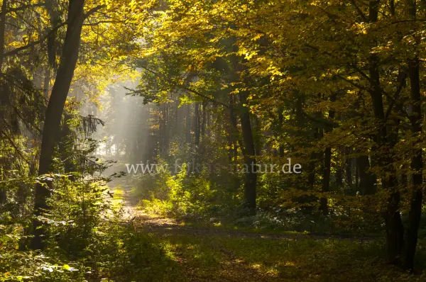 Fokus-Natur Bild