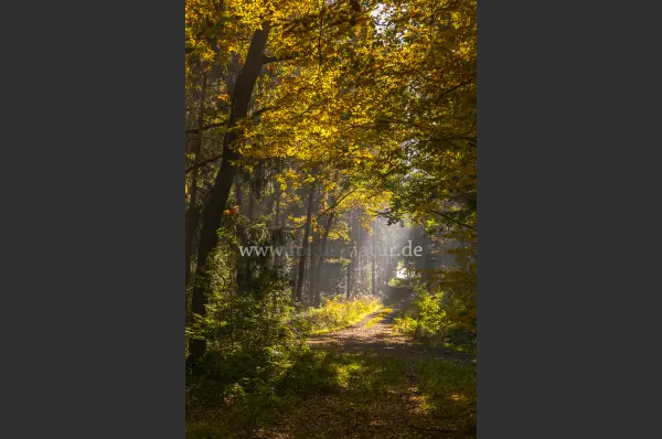 Fokus-Natur Bild