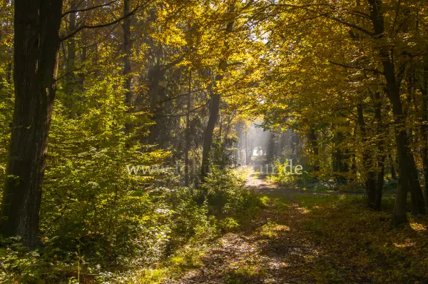 Fokus-Natur Bild
