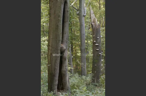 Fokus-Natur Bild