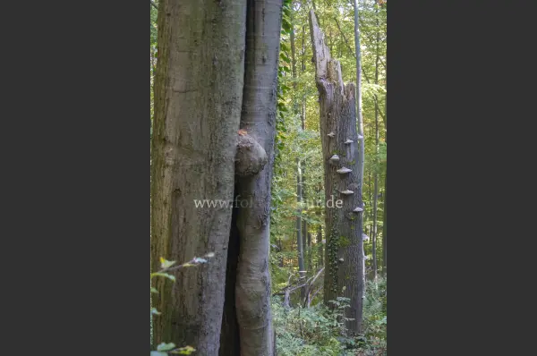 Fokus-Natur Bild