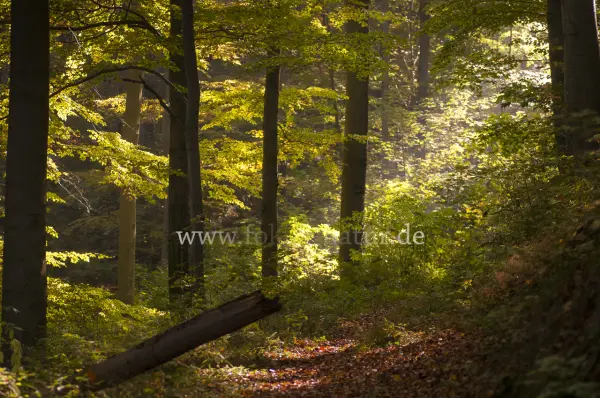 Fokus-Natur Bild