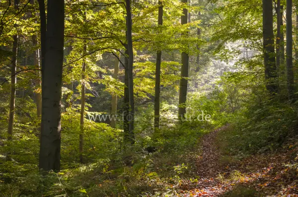 Fokus-Natur Bild