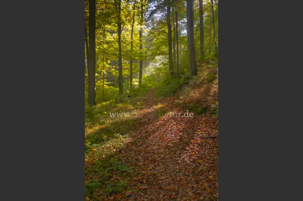 Fokus-Natur Bild