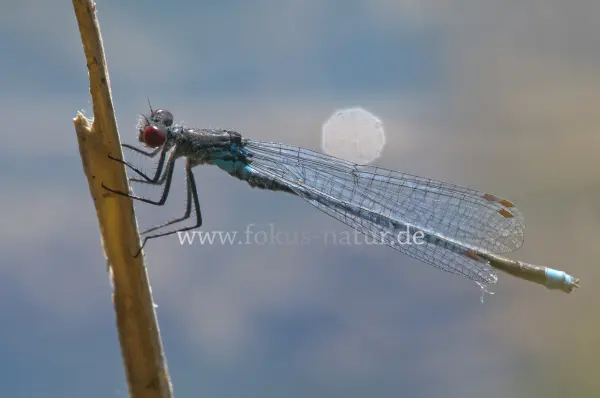 Fokus-Natur Bild