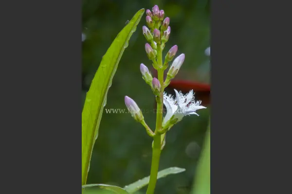 Fokus-Natur Bild