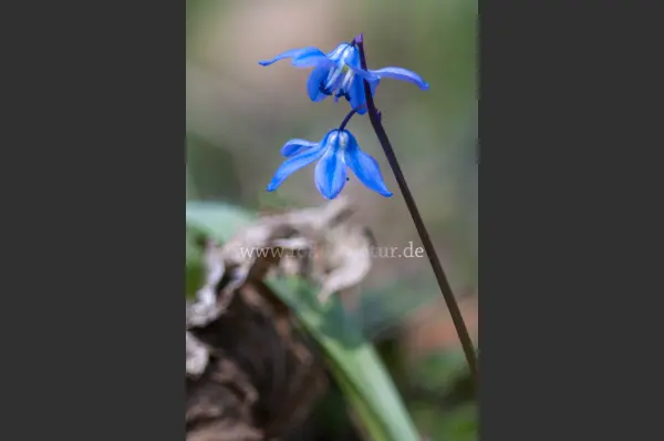 Fokus-Natur Bild