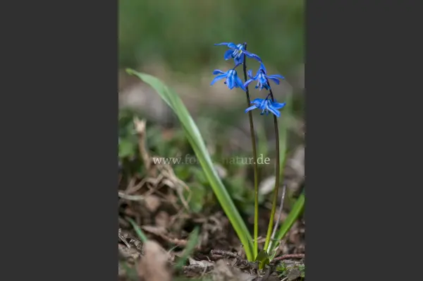 Fokus-Natur Bild