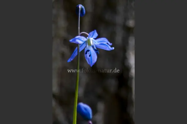 Fokus-Natur Bild