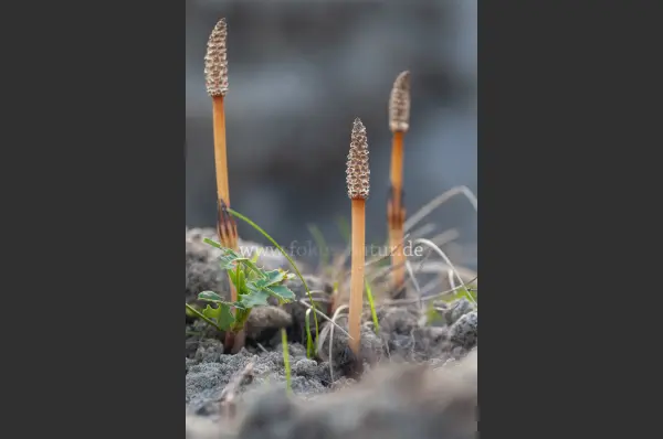 Fokus-Natur Bild
