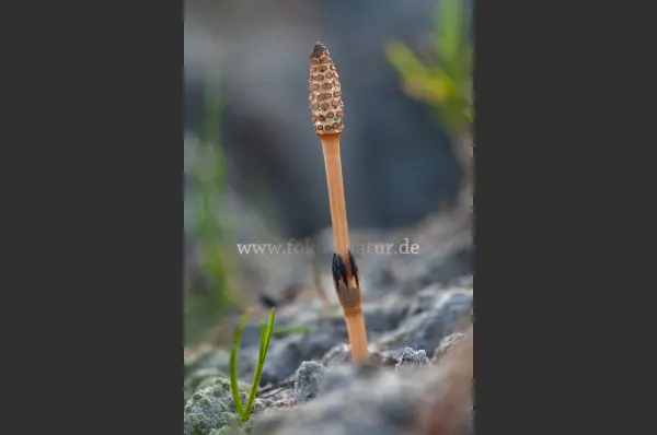 Fokus-Natur Bild