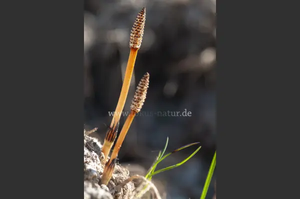 Fokus-Natur Bild