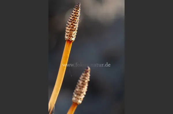 Fokus-Natur Bild