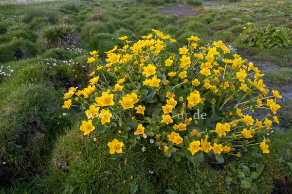Fokus-Natur Bild