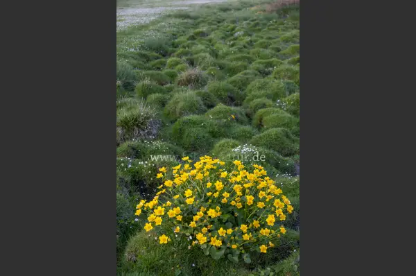 Fokus-Natur Bild